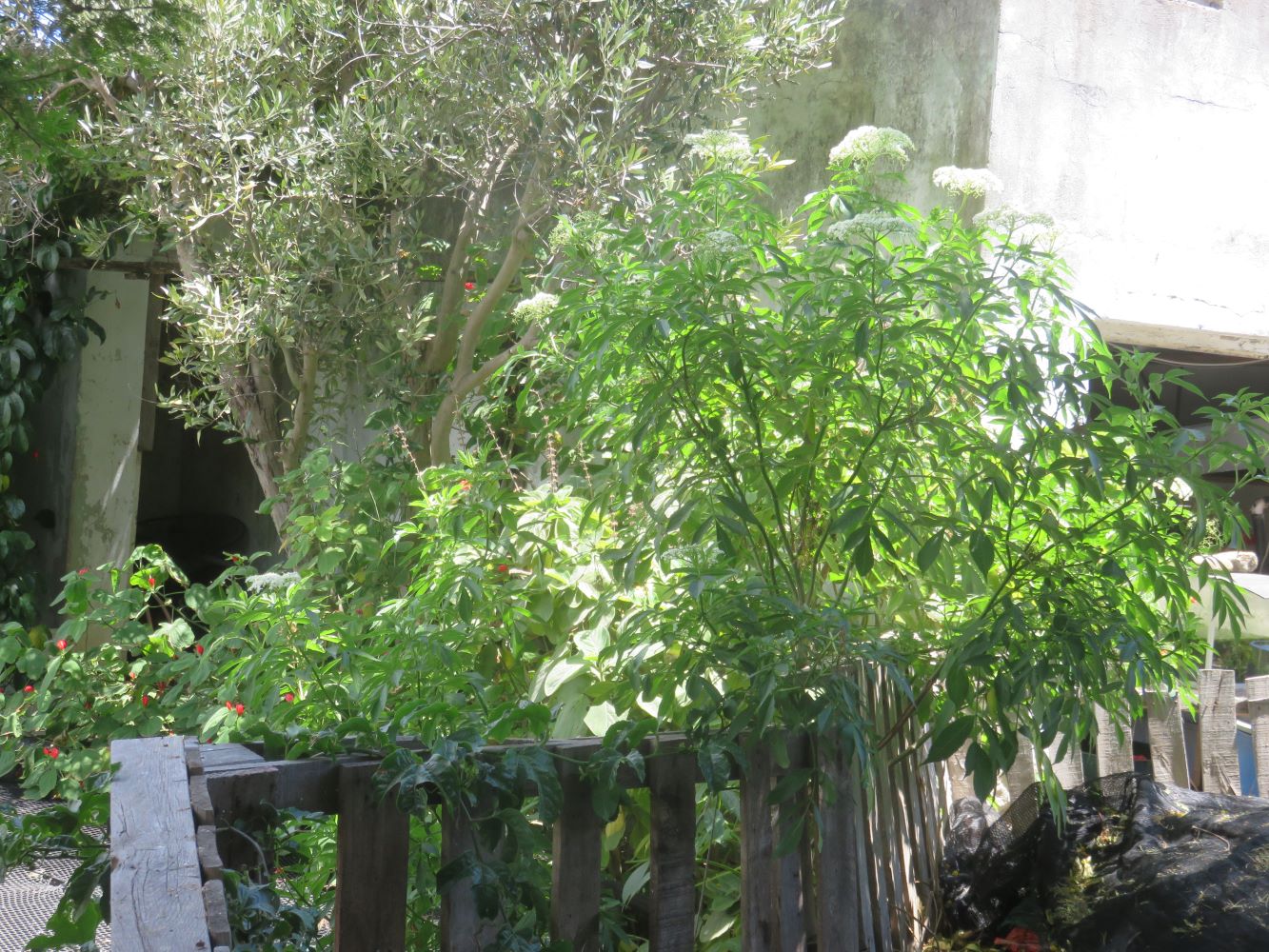 And elderberry thrives butted up to the compost heap that is frequently watered.