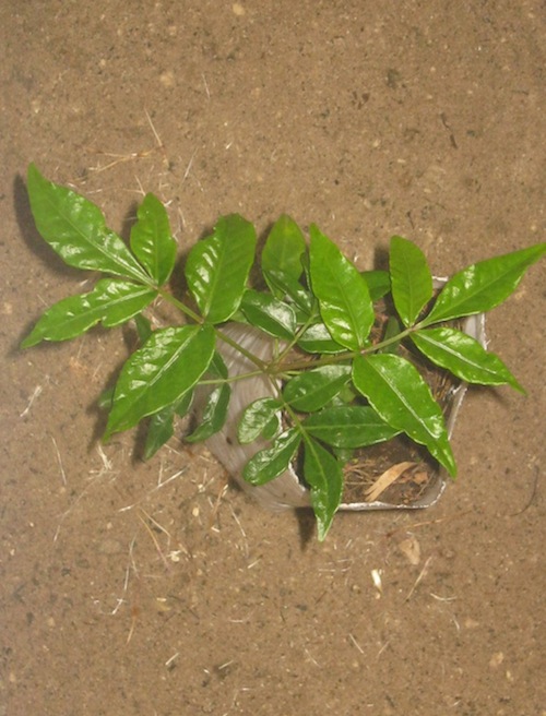 Harpehyllum caffrum (tart wild plum) grown from seed