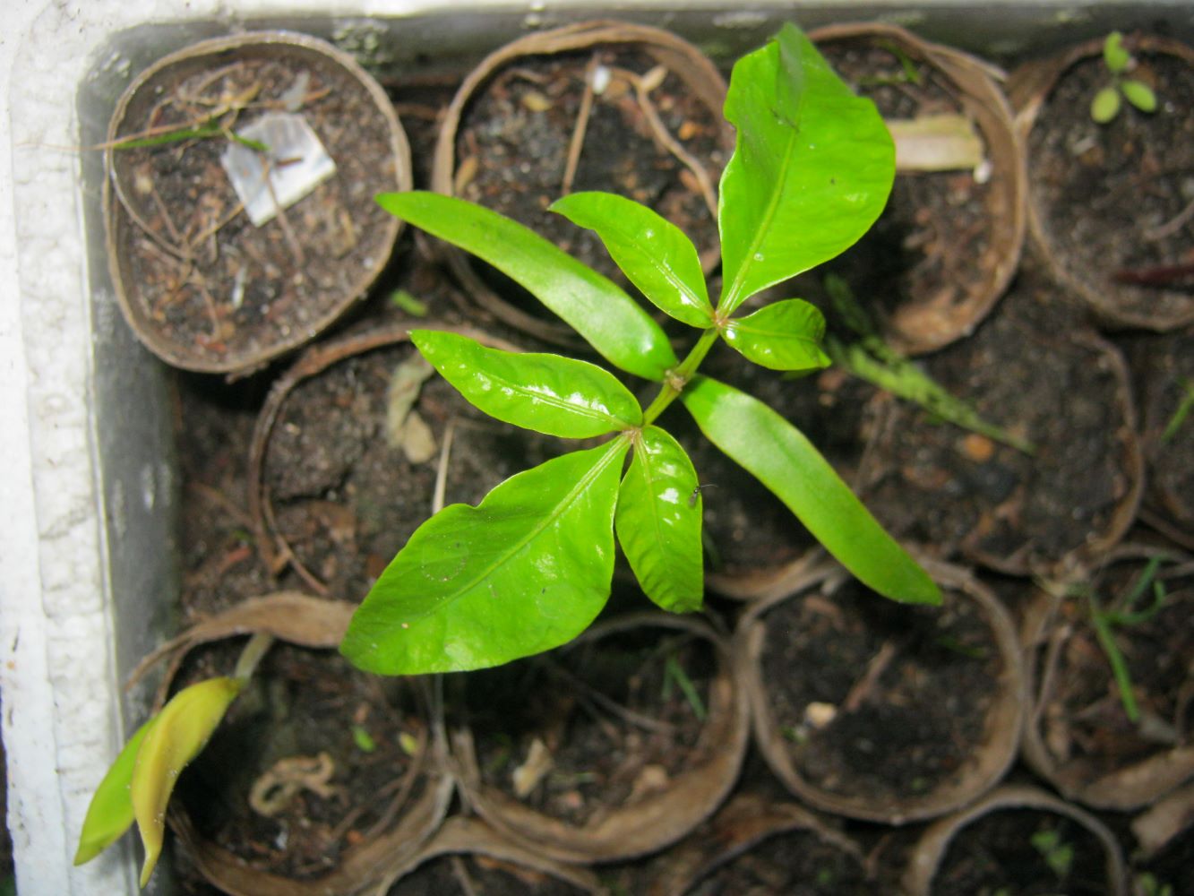 The first seedling emerging from the cardboard tubes.