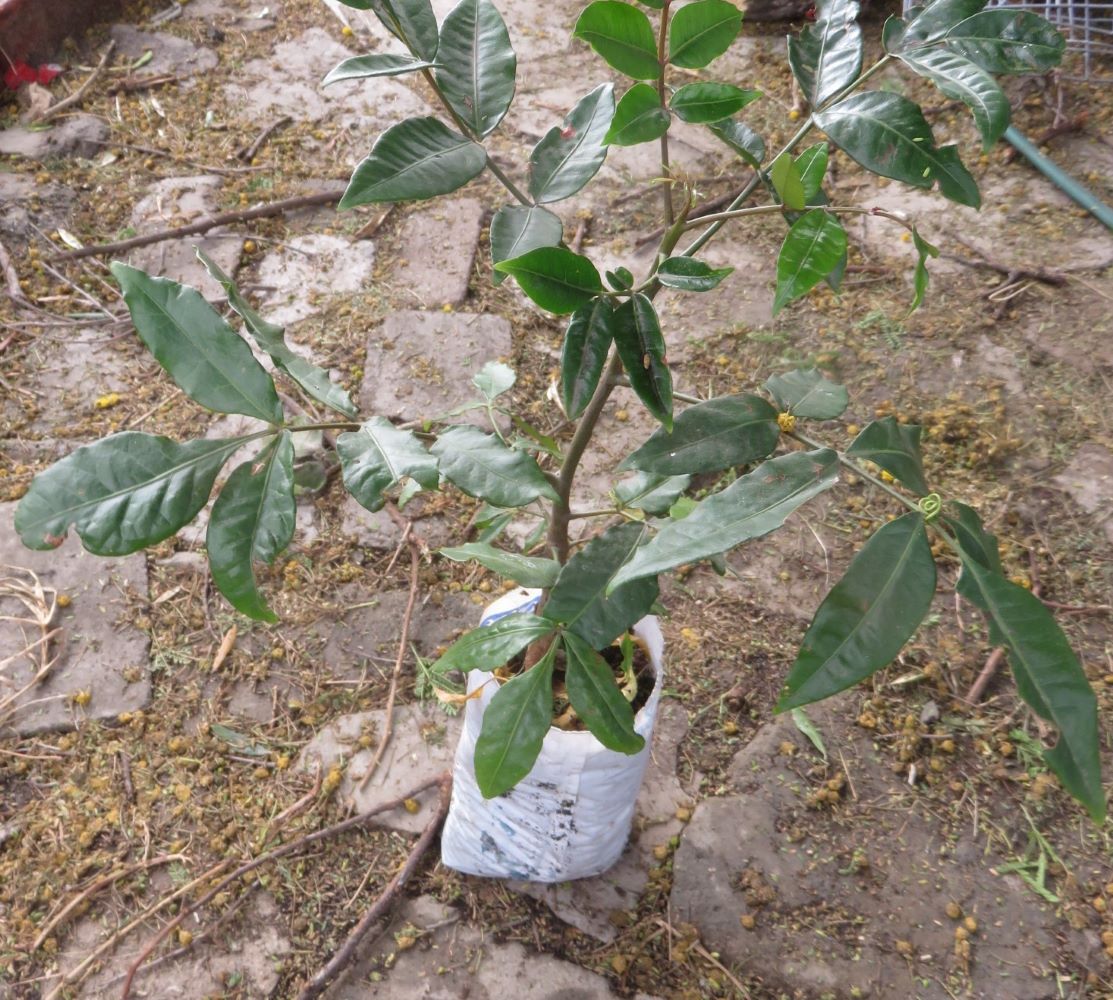 This wild plum tree sapling is about 18 months old.