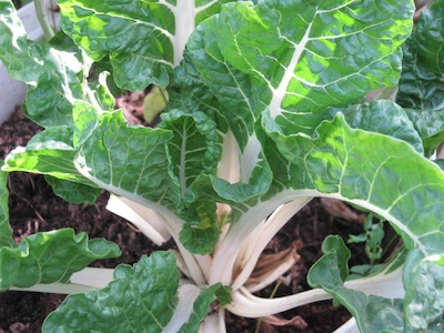 the harvested stumps on this chard plant are too long