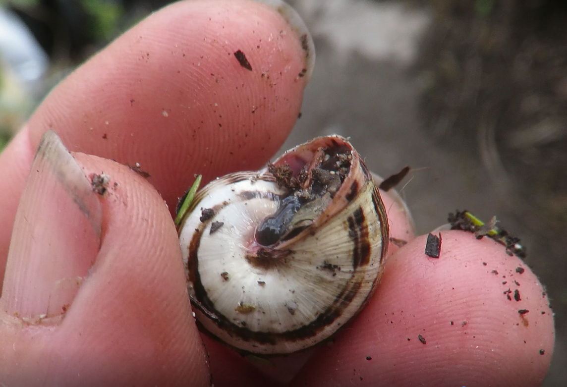 The hunting snail has shiny black flesh when it put out its little black horns, but its cautious when being handled.