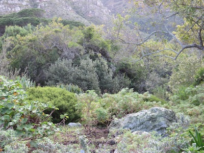 multi-storey many stories: waist high canopies in cleared space then medium high mixed probably unplanted forest in the mid ground and towering pine plantations in the rear