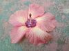 hibiscus blossom