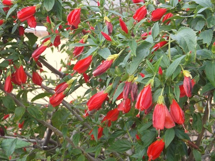 the red bell hibiscus is a large shrub and does well here