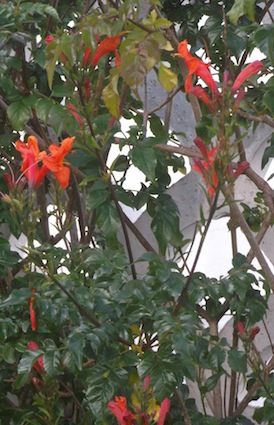 cape honey suckle, tecoma capensis, also nectar yielding