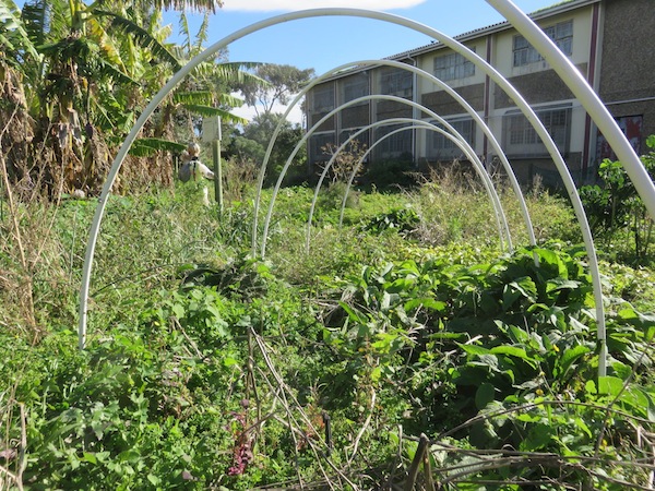 The neglected production garden at SEED