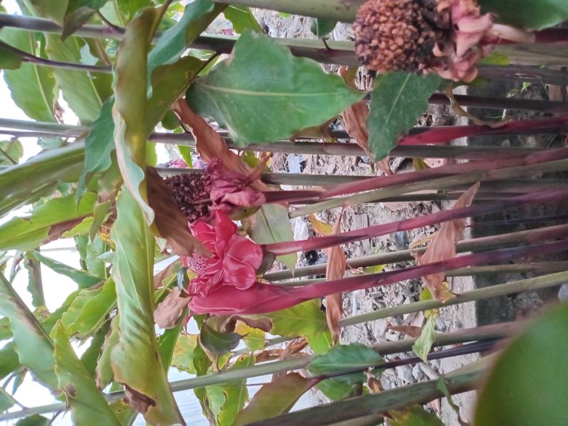 huge ginger plant flowers