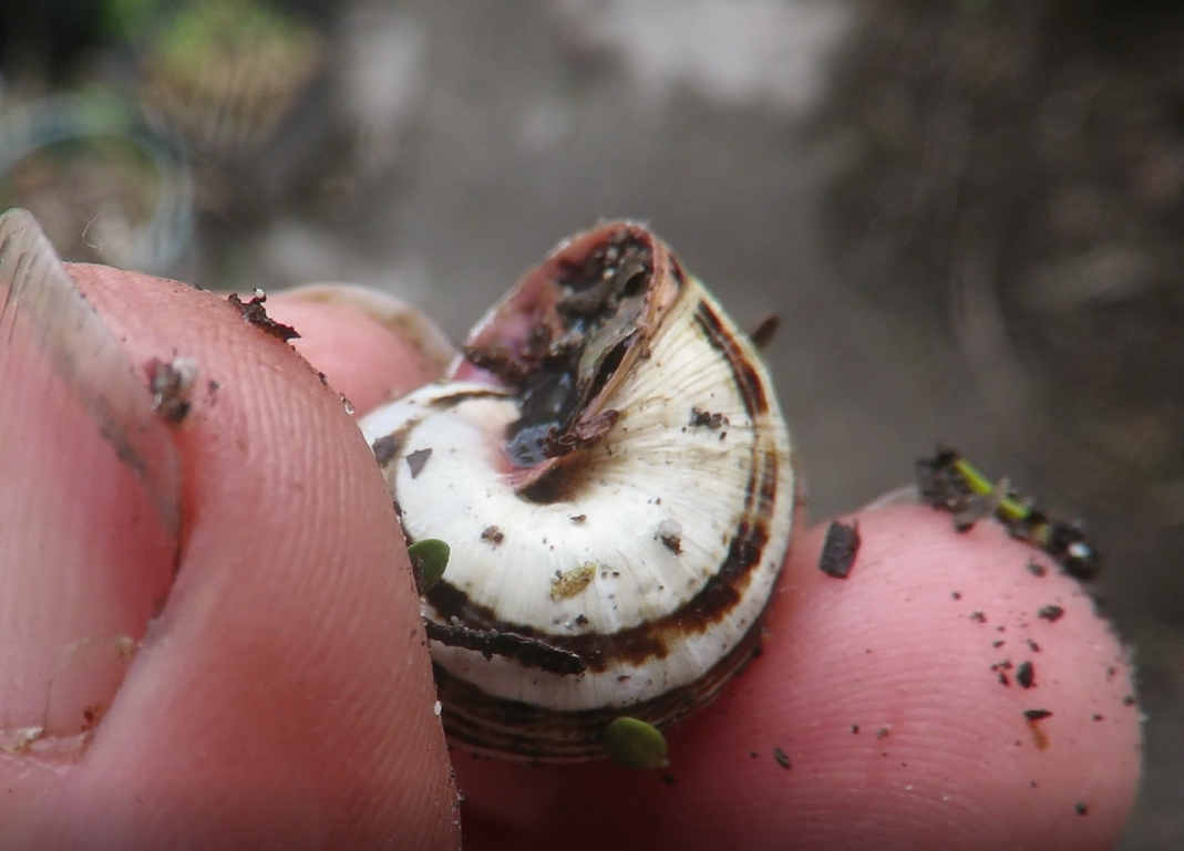 'My' hunting snail, showing the characteristic umbillicus hole underneath.