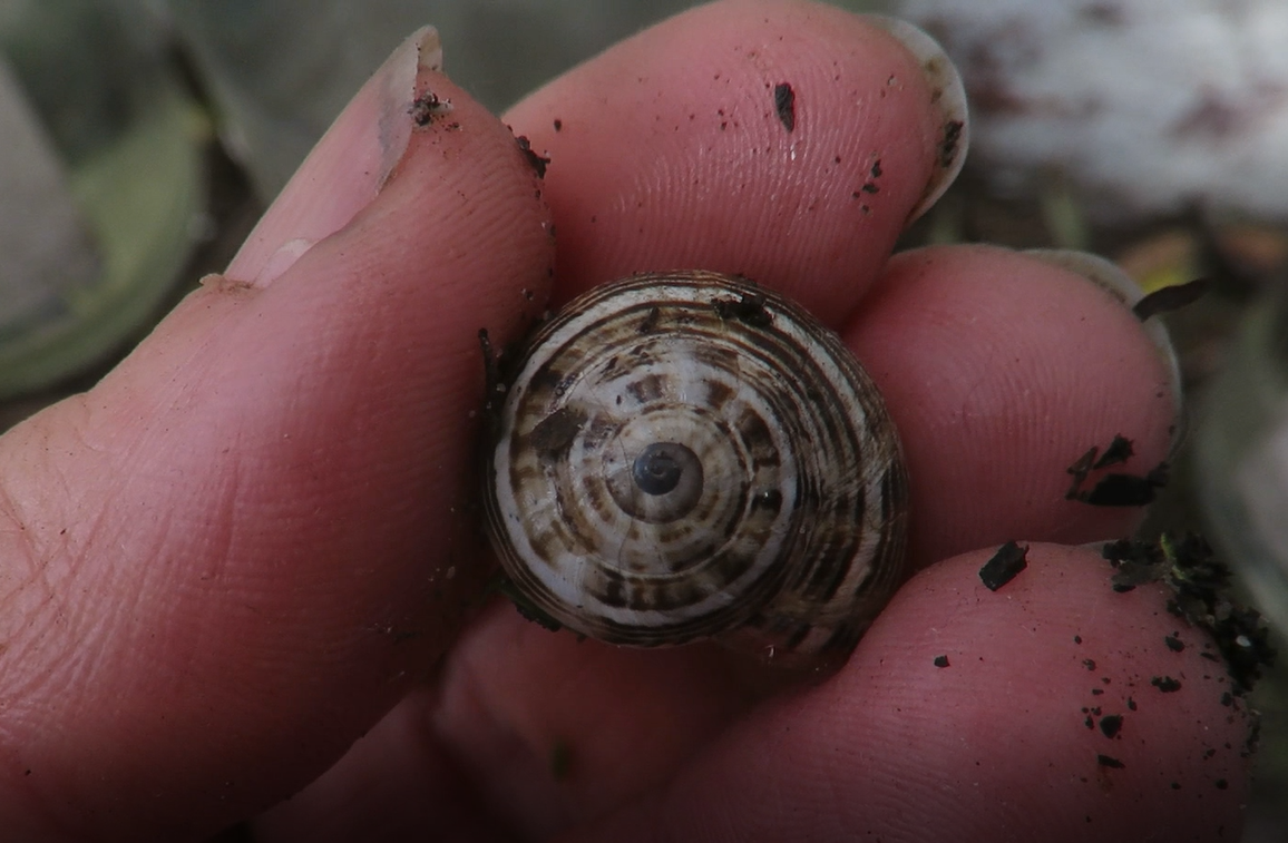 Sometimes snail predators can be other snails. This is a precious hunting snail I found in my garden.