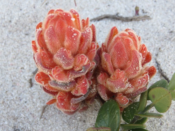 This beautiful plant is a root parasite and an integral part of the dune ecosystem