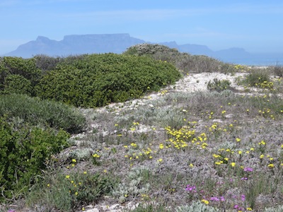 a snapshot of the ancient natural coastal vegetation, with groundcovers, succulents, legumes, flowers, grasses, and low bushes.