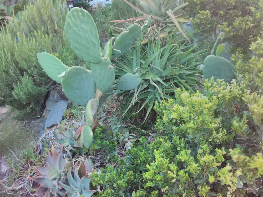 mix of useful native and exotic succulents