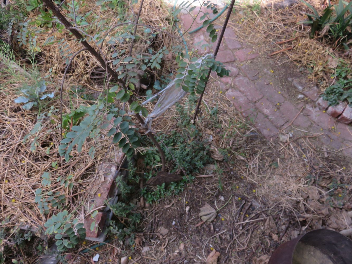 The first lesson for me. This indigofera tree is planted on a slope, with the hard paved path removing water from it.