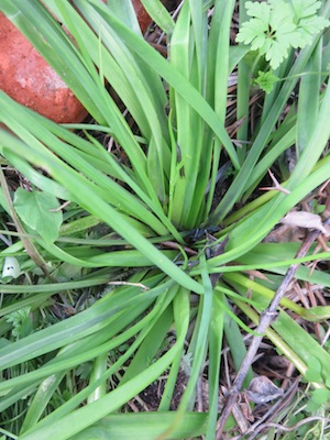 My indigenous veg thrives on neglect. It has since sprouted 3 flower heads, the harvest