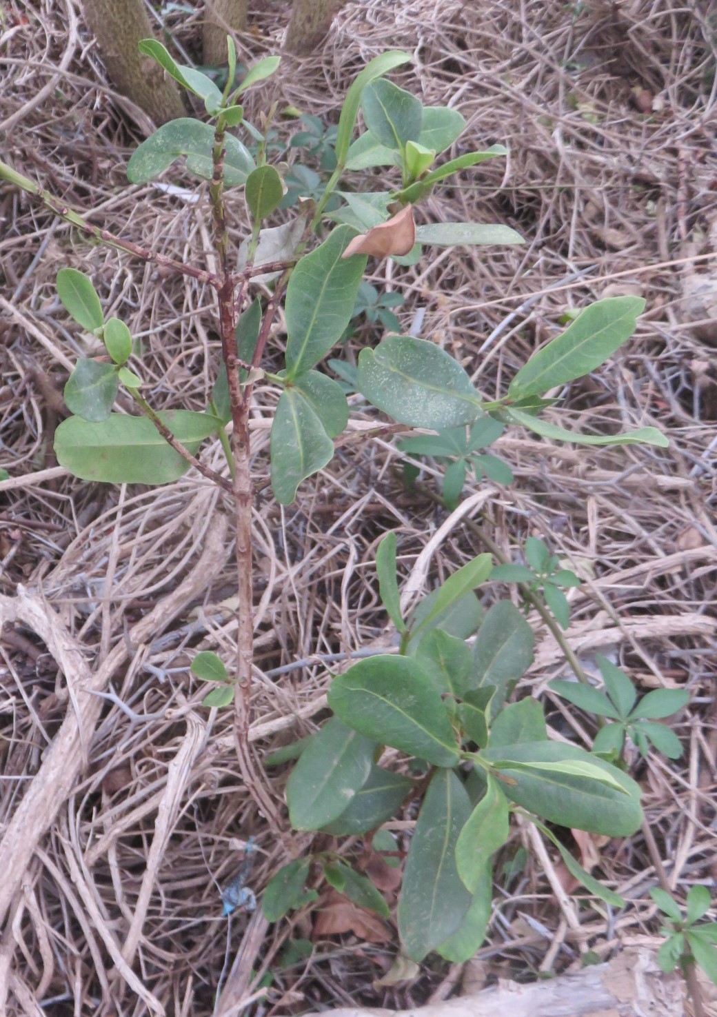 An indoni, or waterberry. Grown from fruit harvested in a parking lot, and now growing in my food forest.