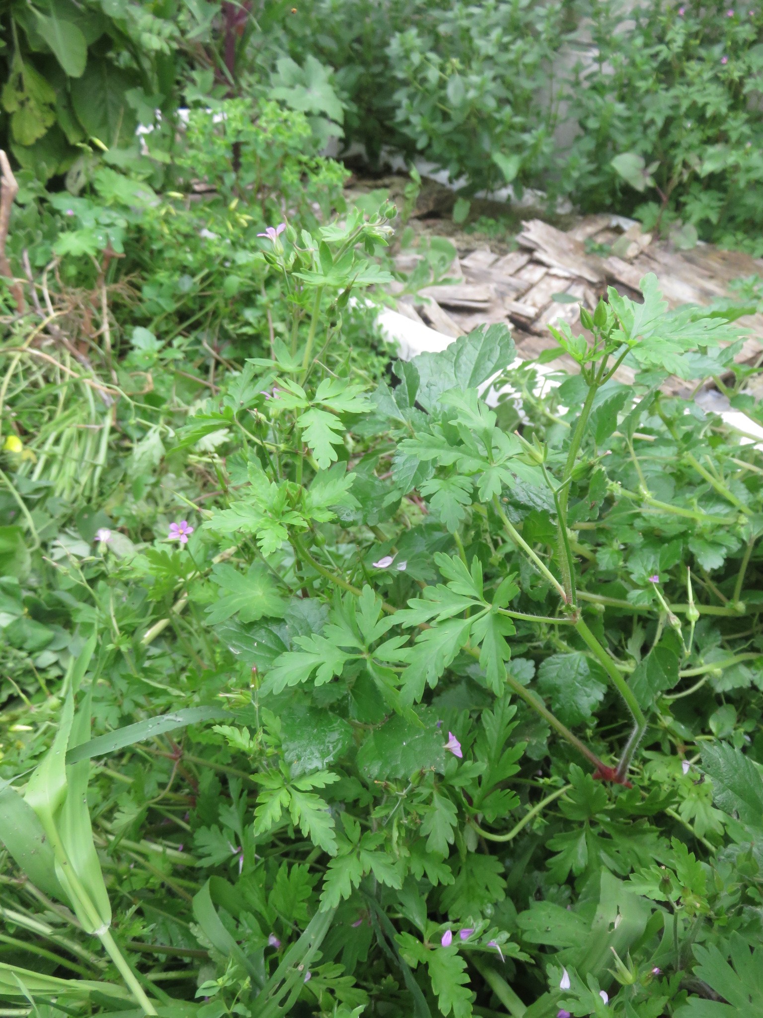 Little robin in a tangle of thriving weeds. I read that its not only a medicinal but a great plant companion