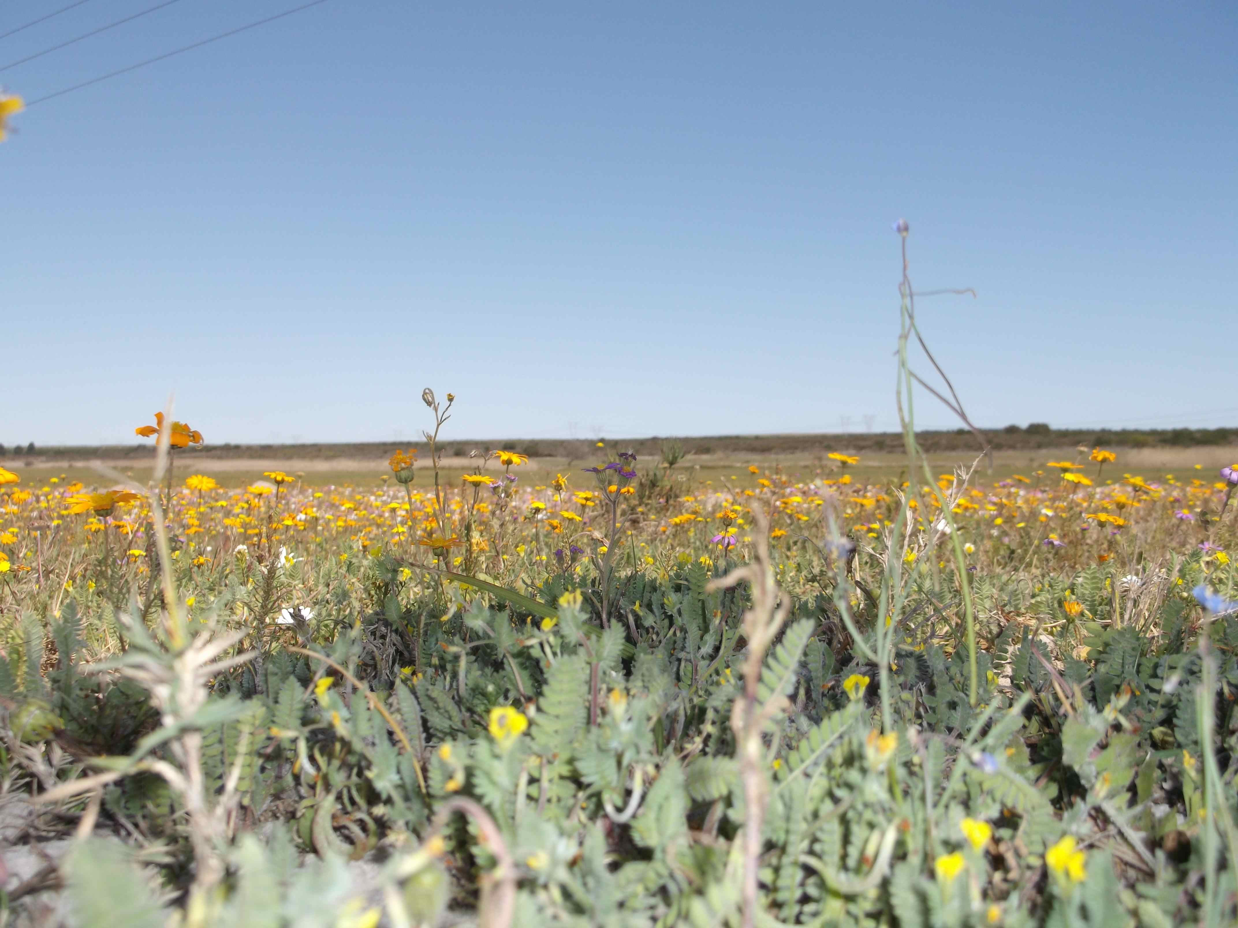 don't be intimidated by vast expanses of nature, your small wildlife friendly garden has a part to play.