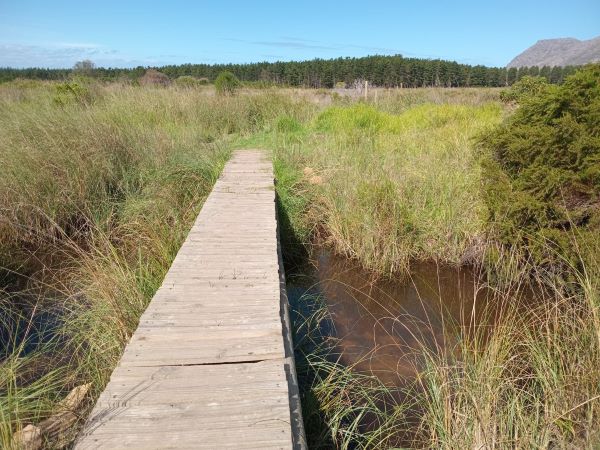 invasive Kikuyu