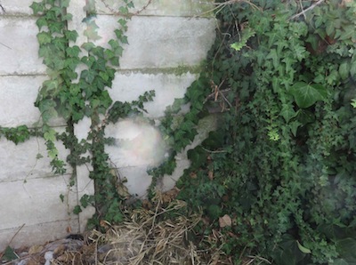 ivy can grow straight up a concrete garden fence without support