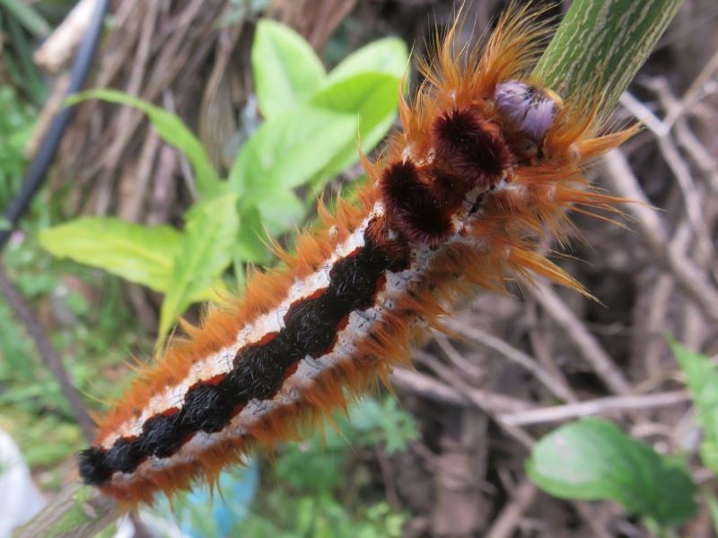 lappet moth larva