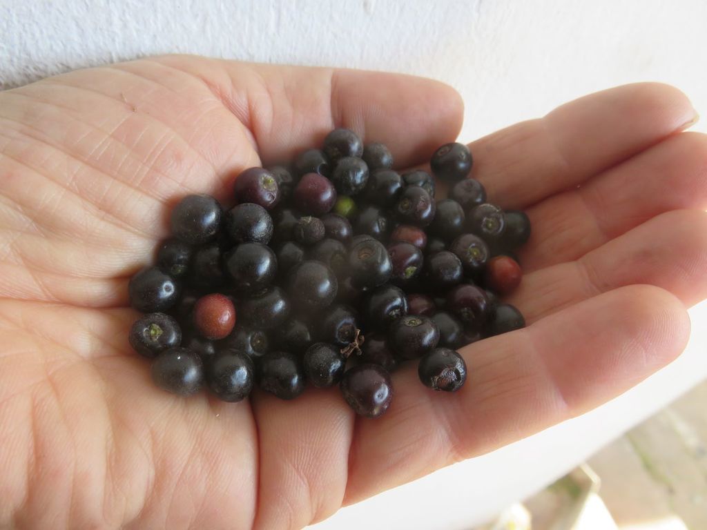 These are fruit of a small native tree, Euclea racemosa.