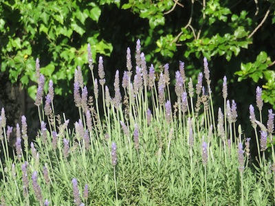 lavender a classic in herb garden design can serve as a  hedge