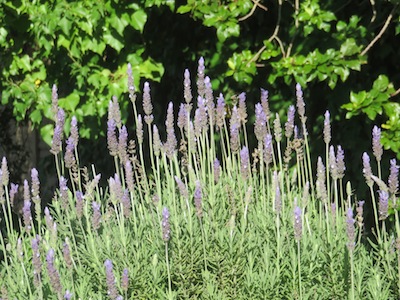 lavender a classic in herb garden design can serve as a  hedge