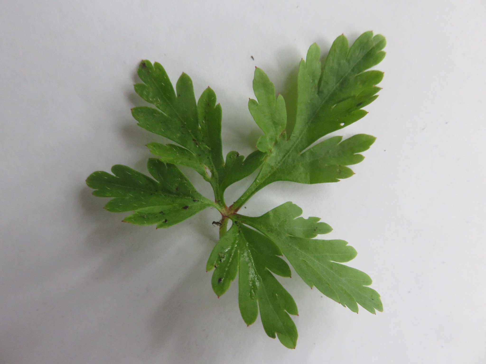 the leaf is very like Geranium robertianum