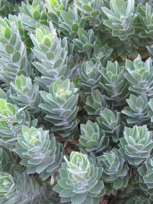 drought tolerant plant with core shadow due to leaf arrangement, and fine hairs