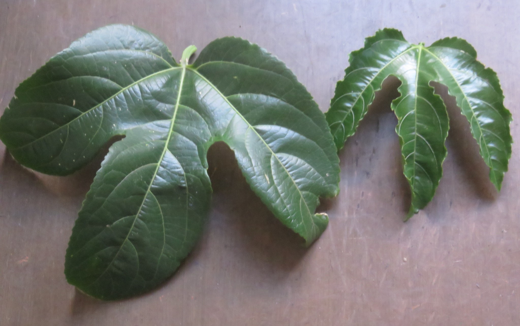 Left: commercially bought vine, bears no fruit. Right: grown from seed, bears fruit copiously.