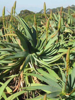 drought tolerant plant with core shadow, waxy skin and succulence