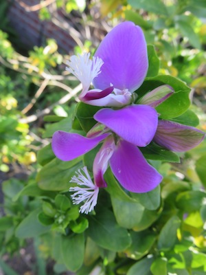 Just one of our gorgeous tree legumes, Podalyria