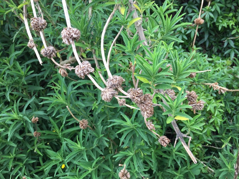 leonouts leonorus seed heads