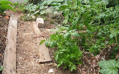 lettuce growing in summer in afternoon shade with tomatoes, basil and pumpkins. It bolted soon.