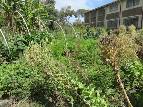 vegetable seeds can be distributed by wind like the lettuce with its downy parachutes