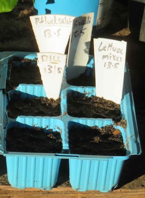 Lettuce seeds sown and watered in. A simple job
