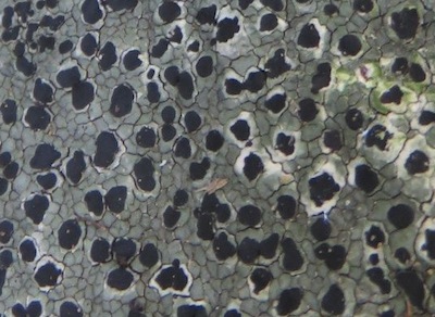 lichen on a rock in Newland's forest, Table Mountain