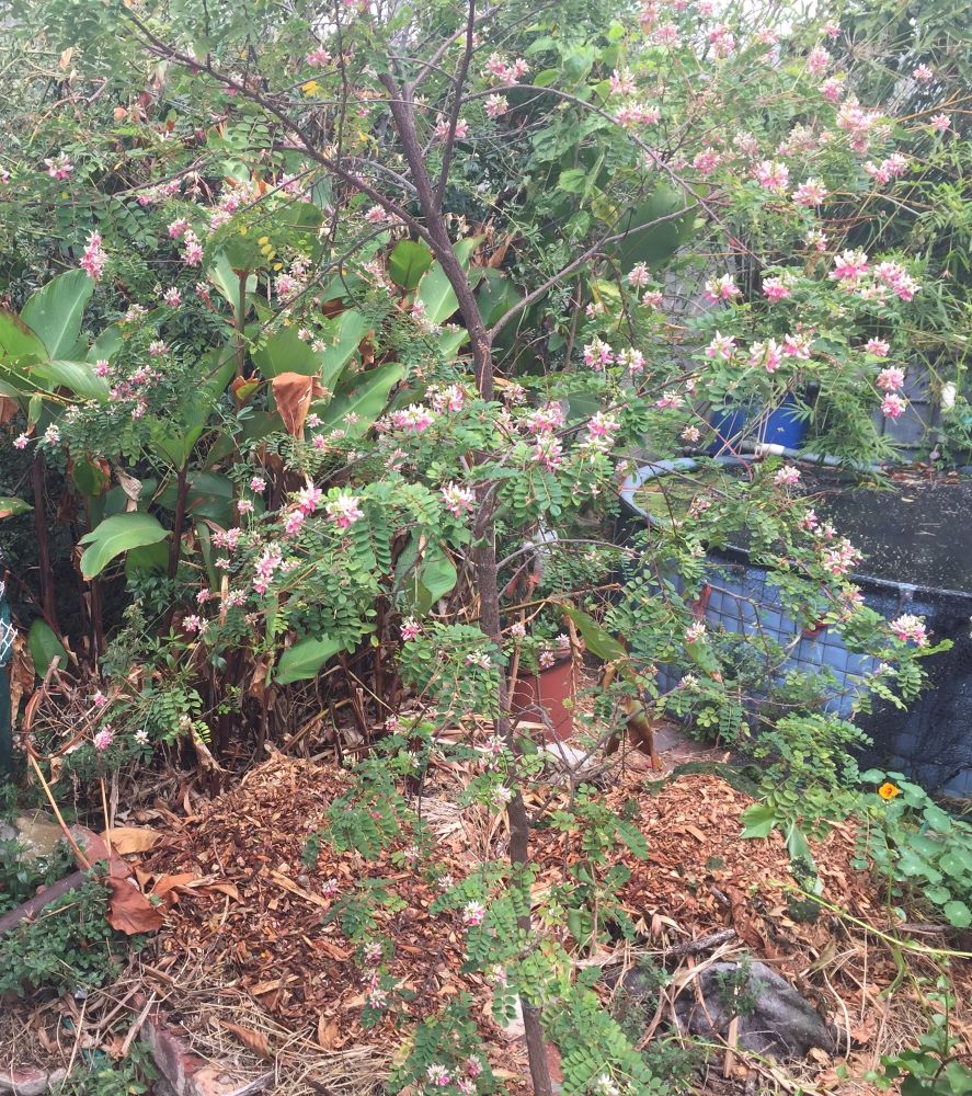 small N fixing tree Indigofera jucunda