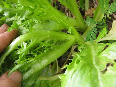 Lettuce showing the slight node lengthening which signals coming sexual reproduction or bolting