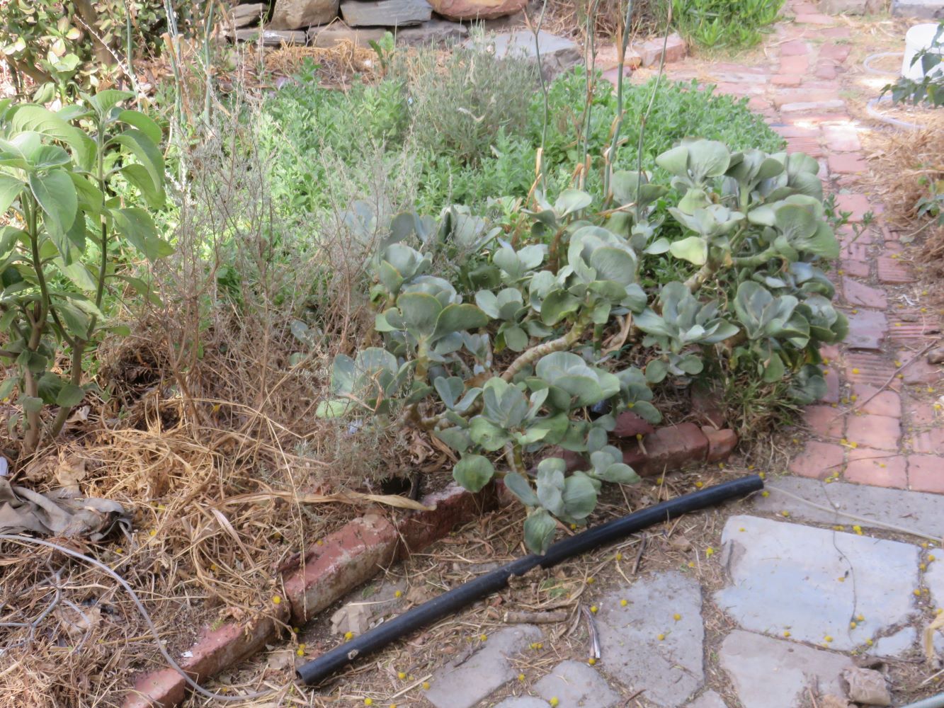 Once again the paths are like canals between the slightly higher planted beds.