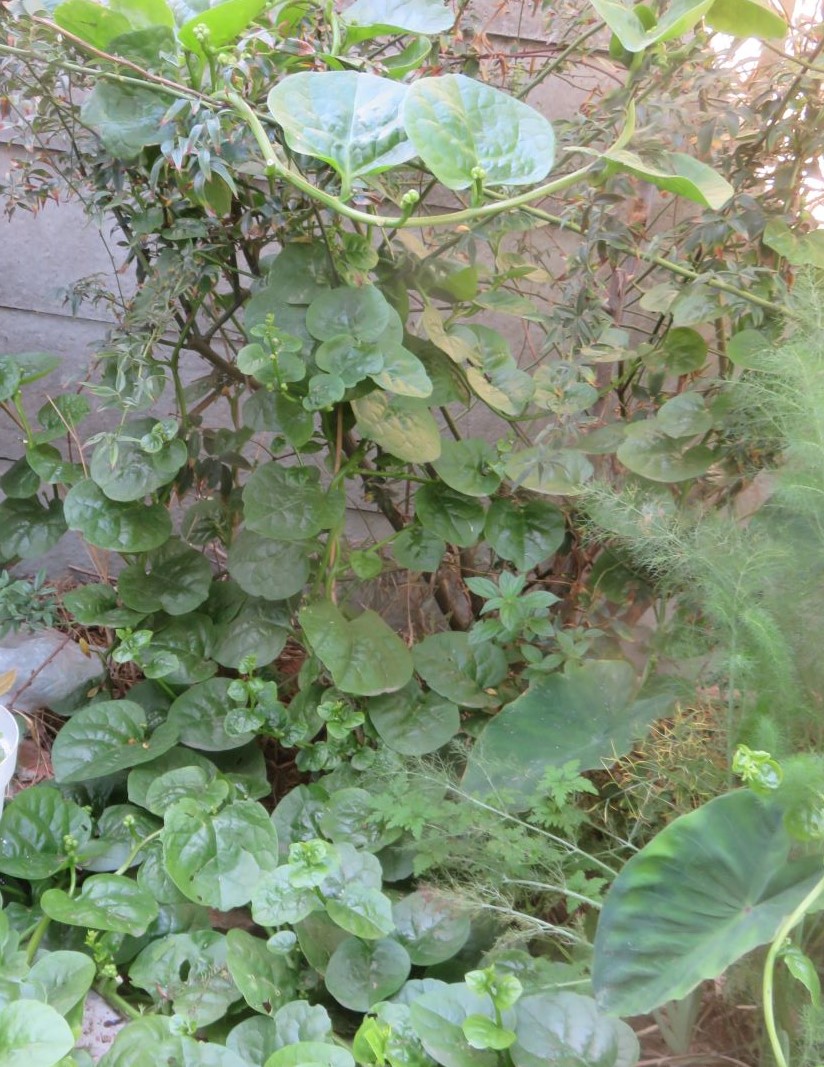 An exotic perennial climbing leaf vegetable, Basella alba