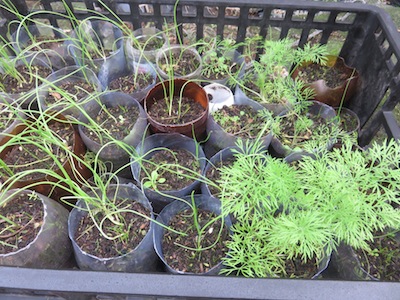 onions and herbs growing in tubes to reduce transplant shock and intensify the output of my small kitchen garden