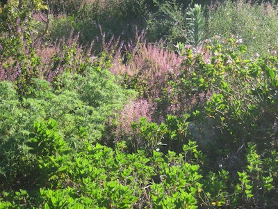 a stand of our local winter rainfall summer drought herbs