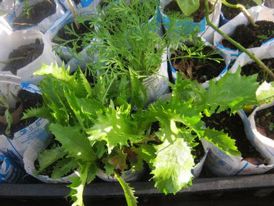 Seedlings growing in our recycled milk sachets 