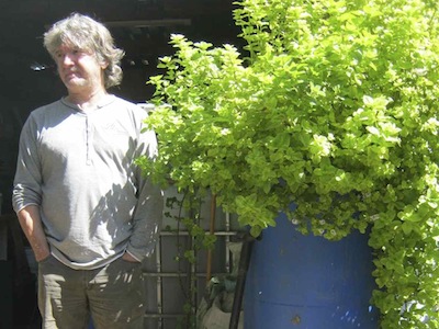 the mint plant in the aquaponic system a few months later