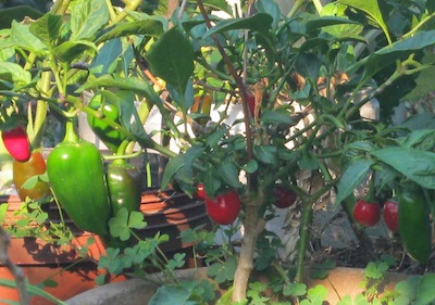 two kinds of chili fruit