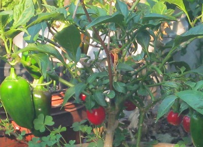 Capsicum annuum