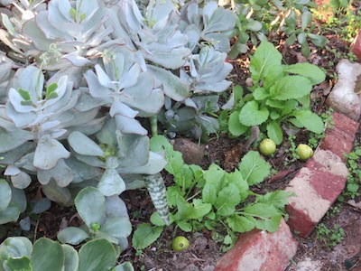 mustard and succulents happy together in my water-wise permaculture garden