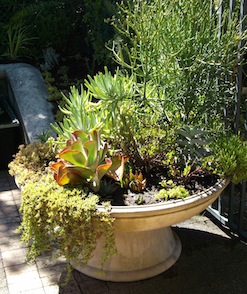 A container garden of mixed succulents in a single beautiful pot outside the kirstenbosch nursery.